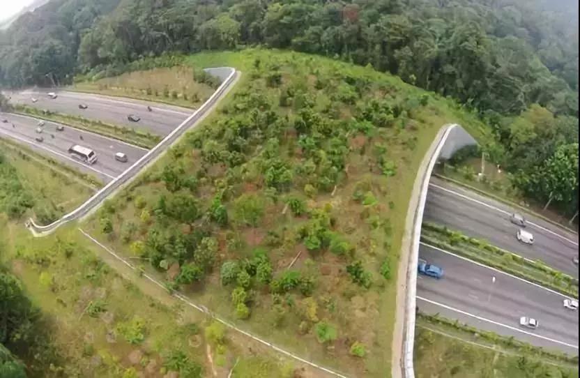 洲精品无码高潮喷水A片